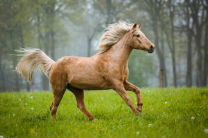 Voertips Oud Paard