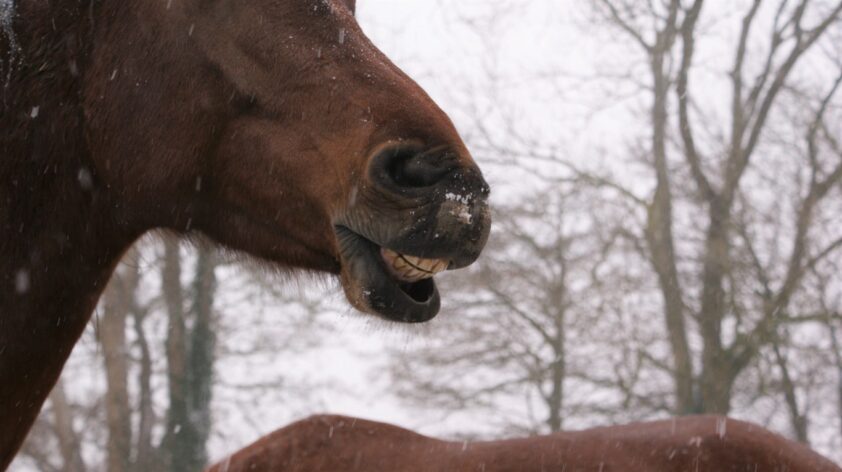 Sneeuw eten