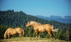 Overgewicht paard